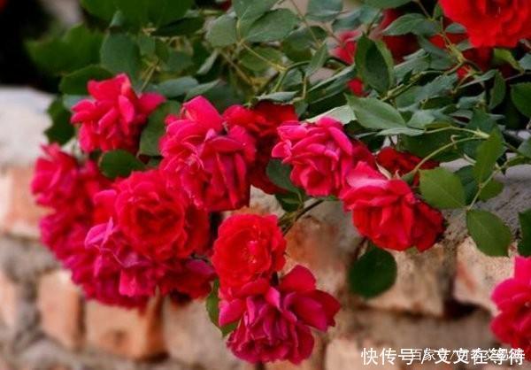 30种经典月季大合集,好看还养眼,看看你喜欢哪个