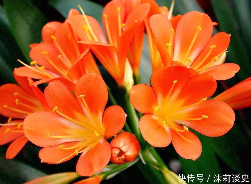 这4种花进入休眠期，水要少浇！如何正确浇水呢？