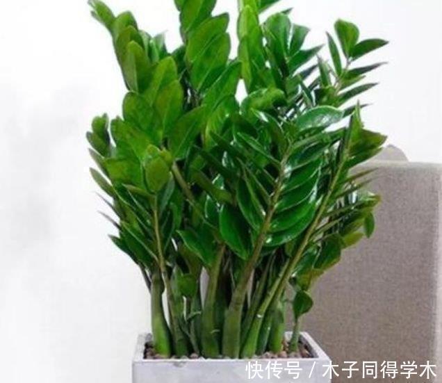 家养|家养3种花,旺家又旺财,福气满满,红红火火送吉祥!