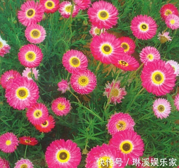 家养“永生菊”，一开就150天，比月季好养，比菊花更好看，值了