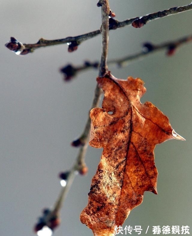 诗词!21首蚂蚁诗词如山枯树叶,阻我不能前。奋起千钧力,咬出一片天