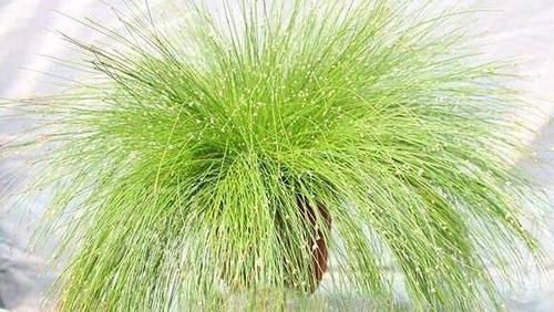 睡眠质量不好,此物放在枕头边上,能一觉睡到大天亮