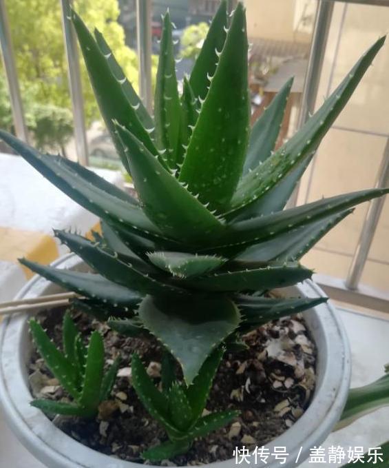 新手大岩桐、长寿花、虎皮兰、芦荟，一片叶子培育成一盆栽