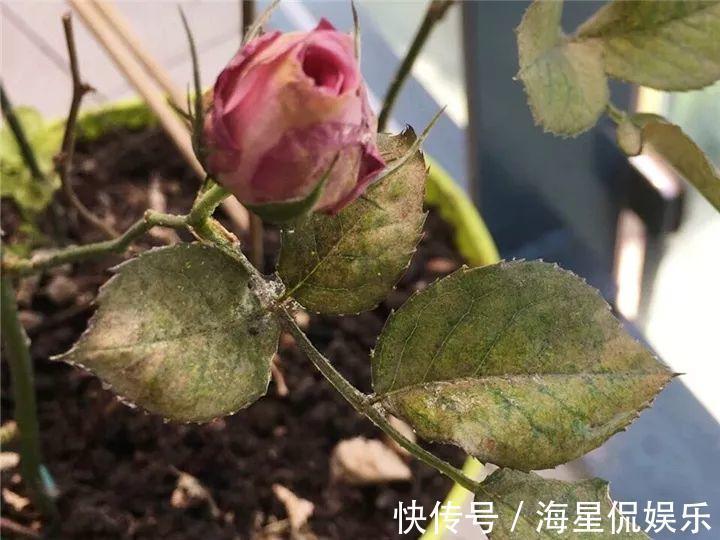 天后|10个养花的坏习惯,赶紧改,不然真是浪费钱!