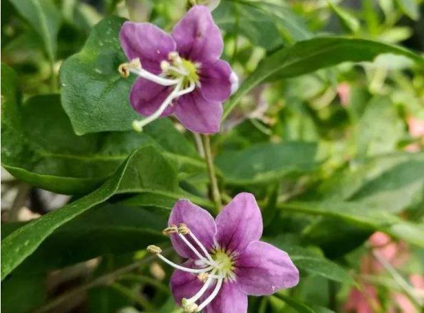 养花|不会养花,就养这2种绿植,好养能吃花芳香,两年长成盆景