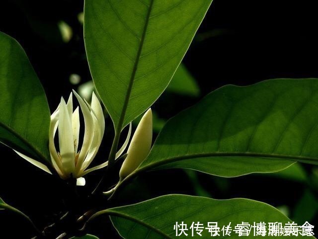 施肥|这花比茉莉还好闻,家里养一盆,花一开就是大半年!