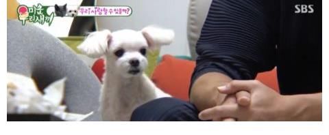 李尚敏|李尚敏向蹭住崔振赫家中，并极力撮合自己的猫和崔振赫的狗！