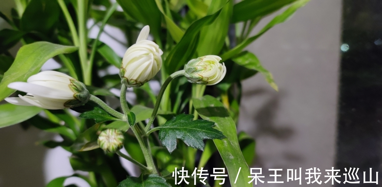 落英&3个写菊的千古名句赏析：李清照借菊酒抒情，白居易写得令人羡慕