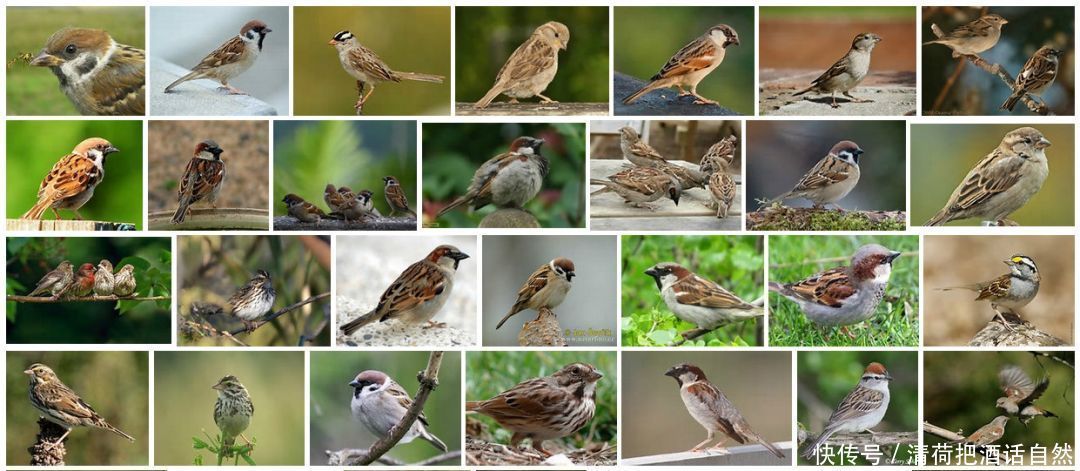 纯种中华麻雀几乎绝迹 从国外进口麻雀数百万 如今麻雀大变样