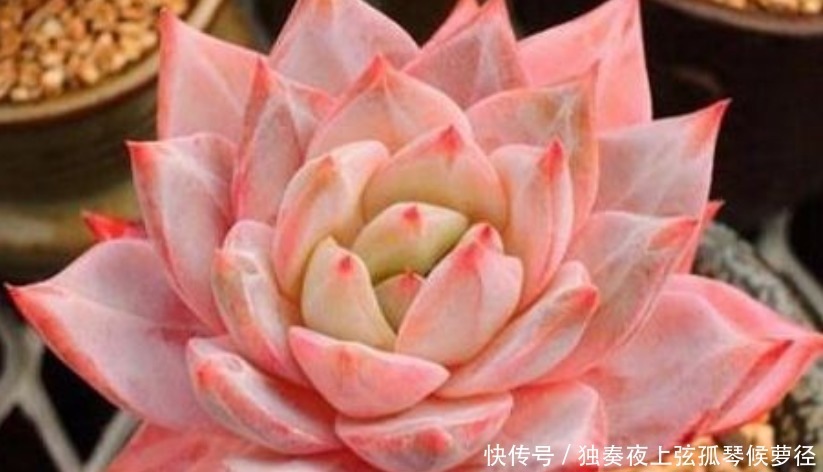 家养此款花卉,开花勤爱爆盆,好养如绿萝,简单易成活