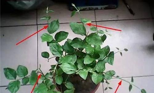 盆栽|茉莉花怎样养到爆茉莉花爆盆方法技巧