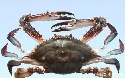 数学|“蟹六跪而二螯” 荀子的数学是体育老师教的?