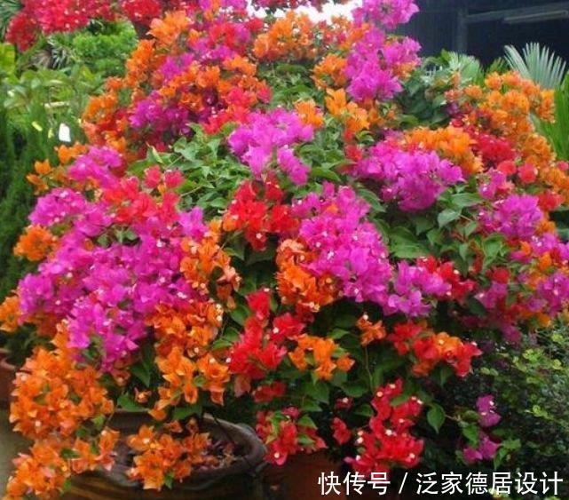 花期|4种花美的出奇,一个月不浇水都能长得好,开花不断!