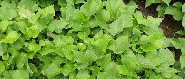 它被誉为“顶级人参”,隔三差五吃一次,提高