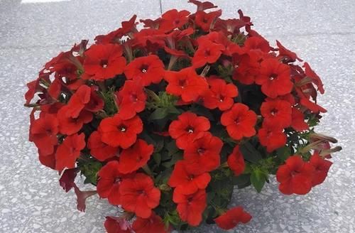 5月逛花市，捡漏很轻松，这4种花“闭眼入”，耐热抗晒开花多