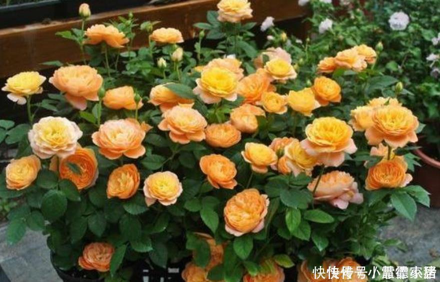 花卉市场最畅销的4种花,漂亮又好养,养几盆家里变花海!