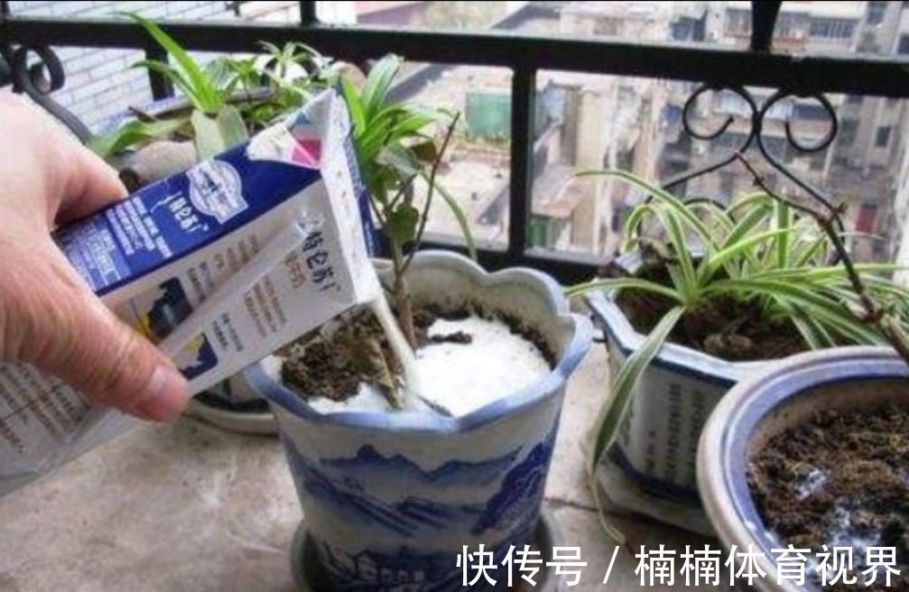 夏天养花,4种水别乱浇,不然花盆里滋生小虫子,很烦人