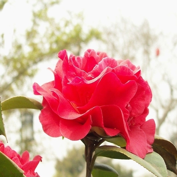 珍珠吊兰|提醒大家回老家瞅见这植物,必定多挖几株,养在卧室,健康无忧