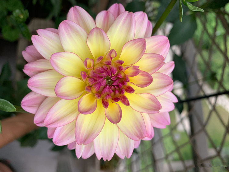 此款花卉,好养易爆盆,寓意好作用多,空气清新又旺财,很实用!