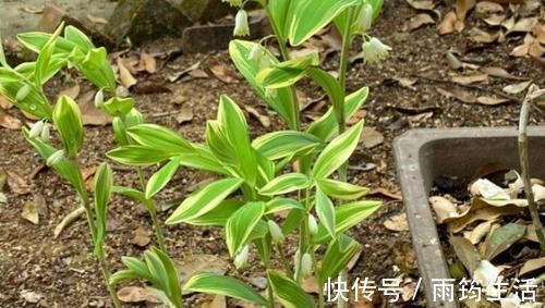 玉竹|甘油三酯高,吃3物,坚持1个月,血脂降到1.2,血管垃圾一扫光