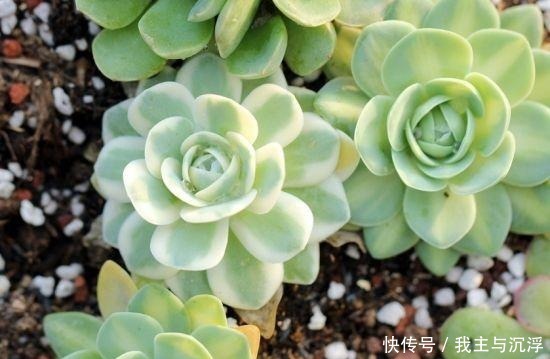6种多肉“又美又难养”，新手不敢碰，浇水必黑腐，一入夏就剩盆！