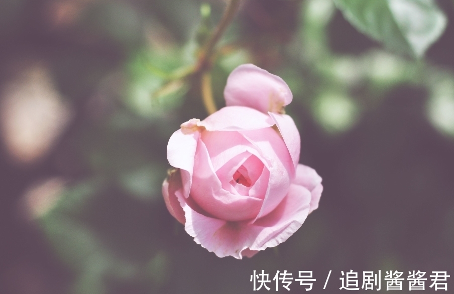 挚爱|6月底，桃花包围，姻缘出没，3生肖满心欢喜，寻得挚爱，余生不散