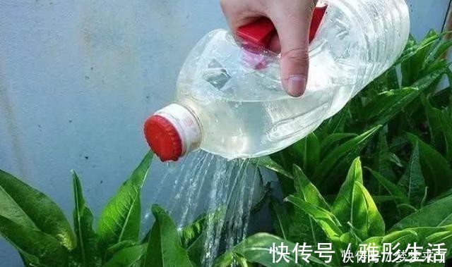 水壶|养花浇水容易“阴阳水”，教你3个小技巧，一次就浇透让花喝个够