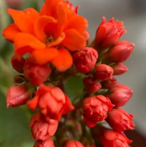 75个长寿花品种，一个比一个美，一起来认识一下吧！