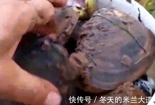 蚌壳|男子水边钓鱼无意发现黑色生物,细看后瞬间欣喜若狂