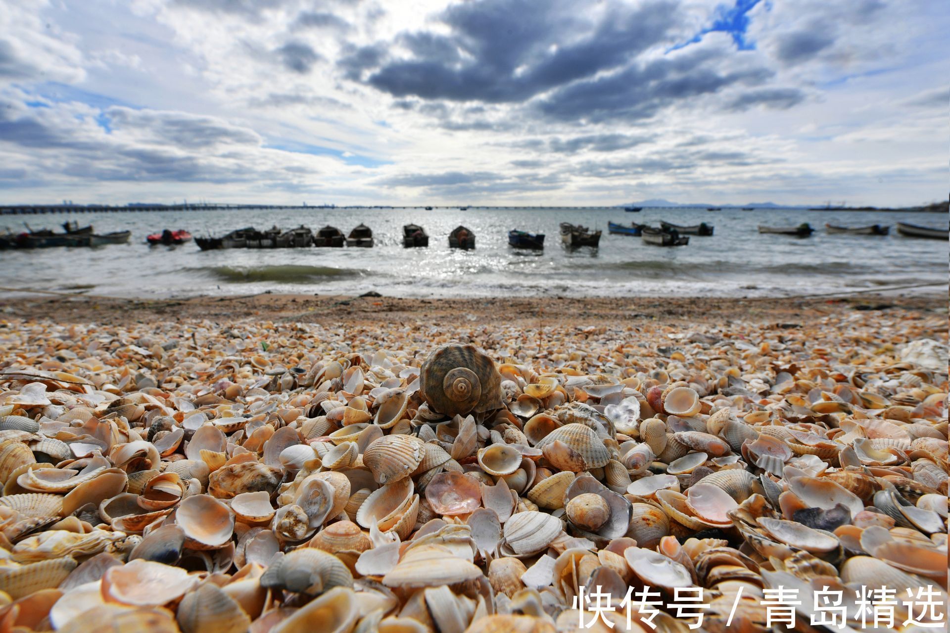 甲壳|青岛这片“贝壳海滩”，你见过么？