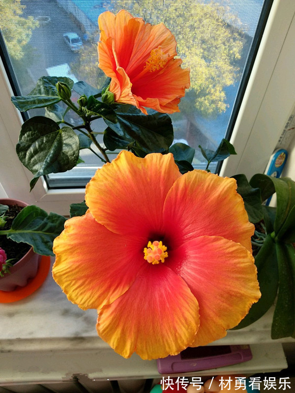 菊花|喜欢菊花，不如养盆“牡丹名品”岛大臣，花团锦簇，娇艳多姿！