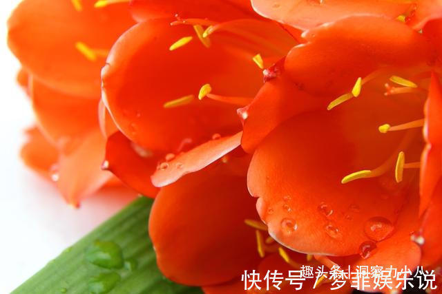 浇水|君子兰开花不积极,勤做“三动作”,撒欢长不夹箭,绽放层叠群兰