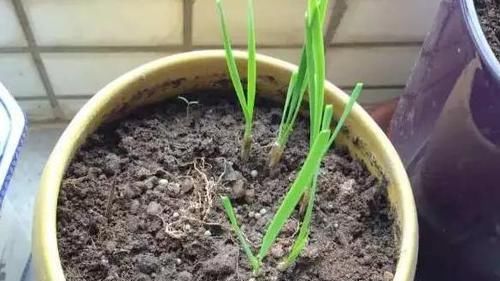 药片、黄豆养花全需下成本，不如用这2样灰，一分钱不花又实用