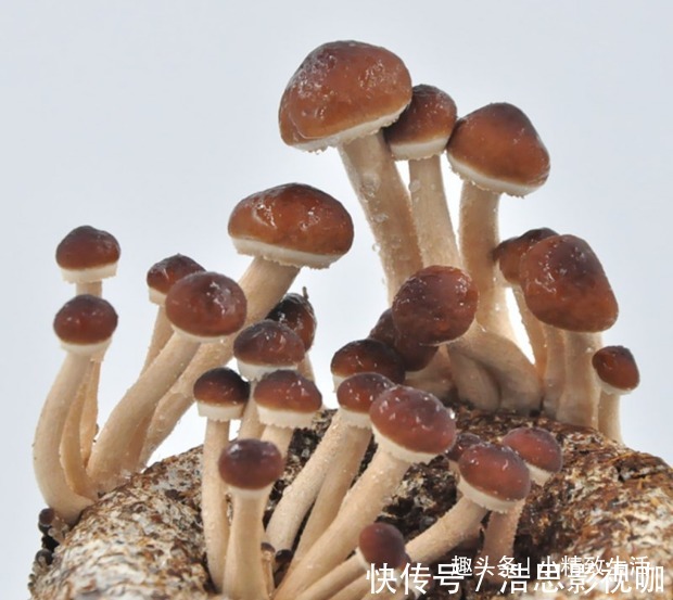 毛巾|阳台不止能养花,还能种蘑菇,15天一茬,2个月吃不完