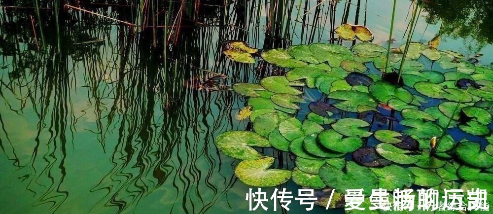 老话讲“钓鱼要钓草,不然要白跑”!但这4种水草钓也白跑