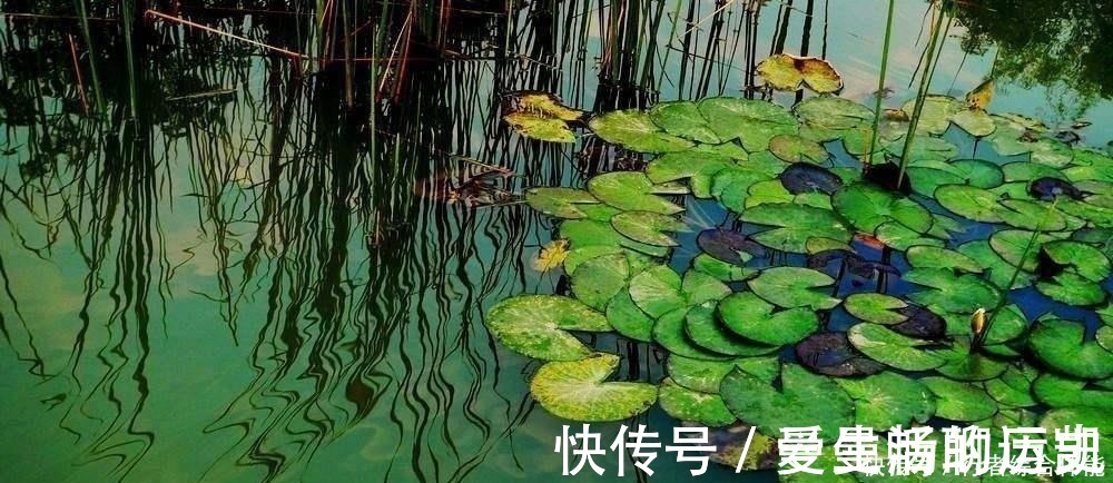 水草处|老话讲“钓鱼要钓草，不然要白跑”！但这4种水草钓也白跑