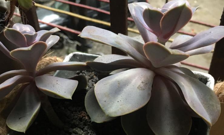 阳台上|多注意这3点,盆栽多肉紫珍珠,夏季茎叶根不化水腐烂