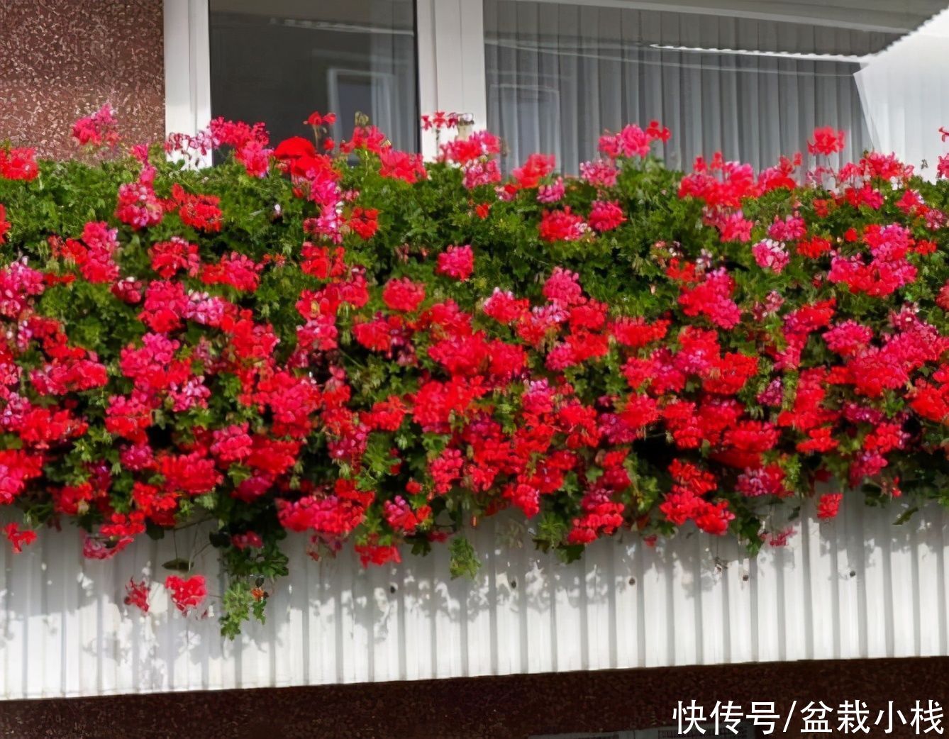 阳台空间小不要怕，花盆“吊”起来，花开照样美