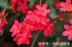 世界六大花期最长的花，养一盆全年有花赏，快看看你养过没