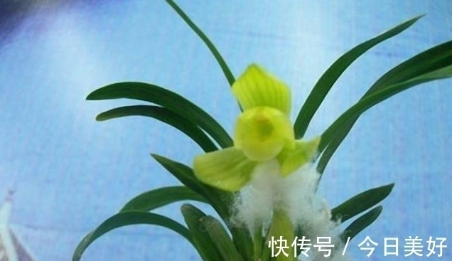 千万级别的天价孤品荷瓣兰,为何受追捧?如今还能见到吗?