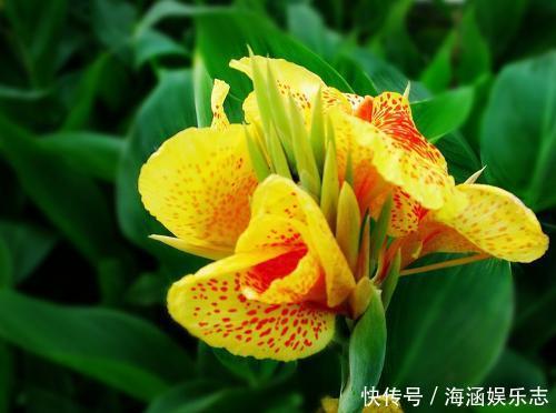 有害气体|此花所代表的是坚实的未来,也是一种乐观的精神,像是跳舞的美人