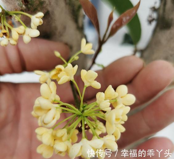 门前栽桂花长成“贵人树”