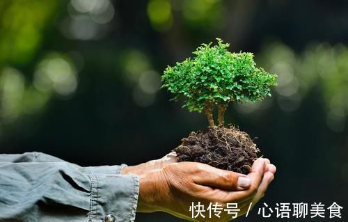 枝条|生桩休眠期后，迟迟未醒，枝条干枯，用塑料袋加快催醒，才能发芽