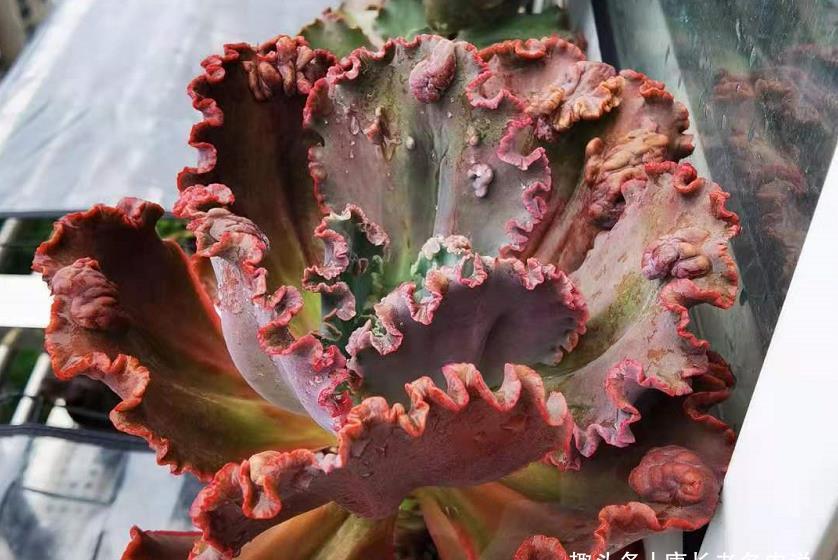 小巧|别人养的多肉小巧可爱,你养的多肉却是傻大个,主要原因在这里