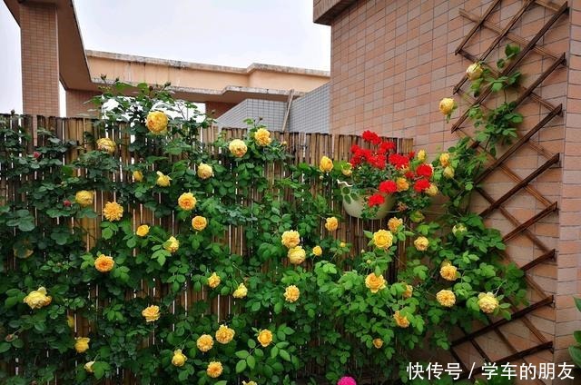 想让“月季”来年开花多12月就要“下功夫”,迟了来不及!