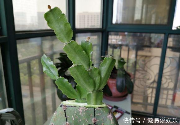 嫁接|嫁接蟹爪兰最好的“季节”,仙人掌割一刀,插上蟹爪兰,飞快开花