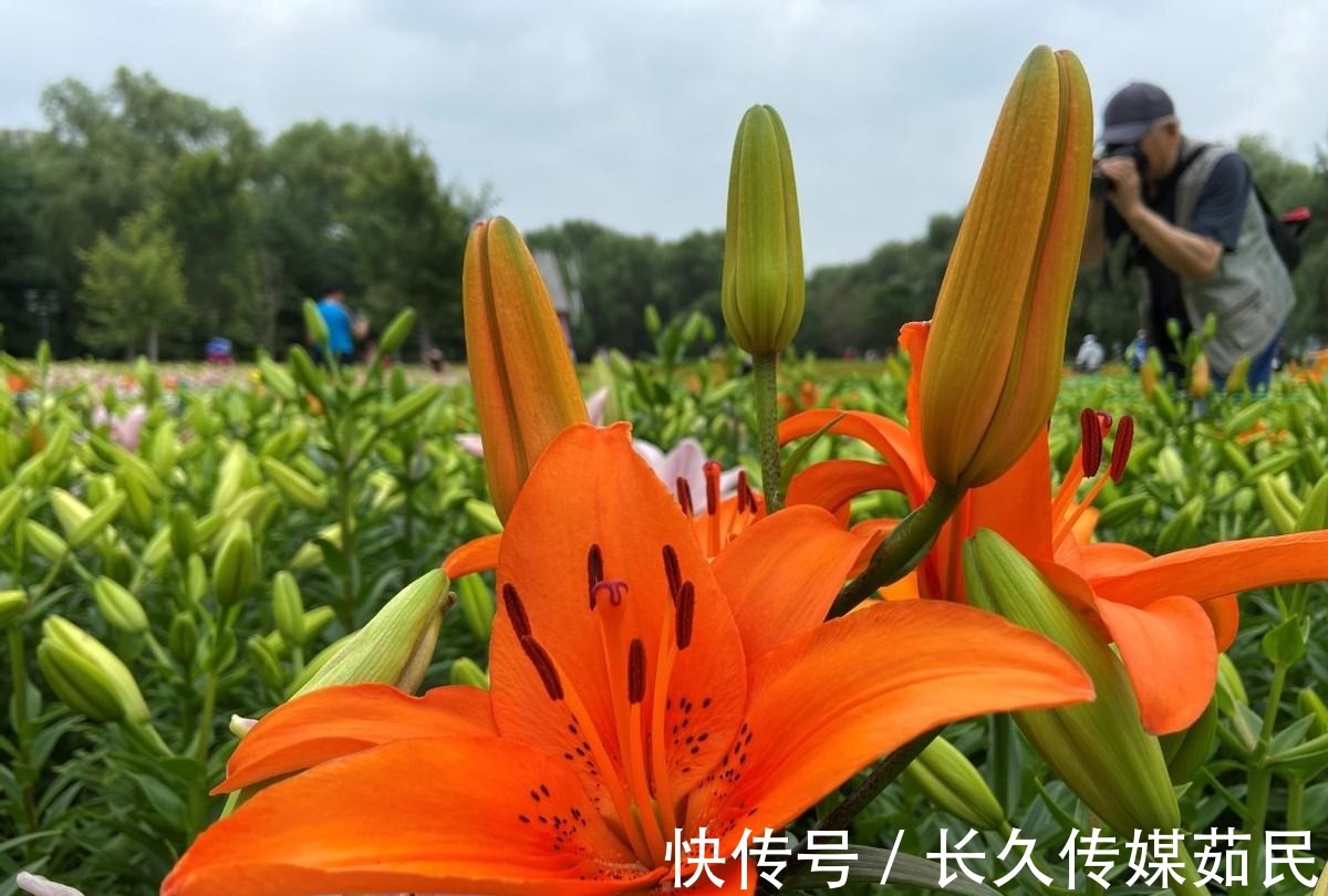 百合花|沈阳沈水湾公园：又美又仙百合花海