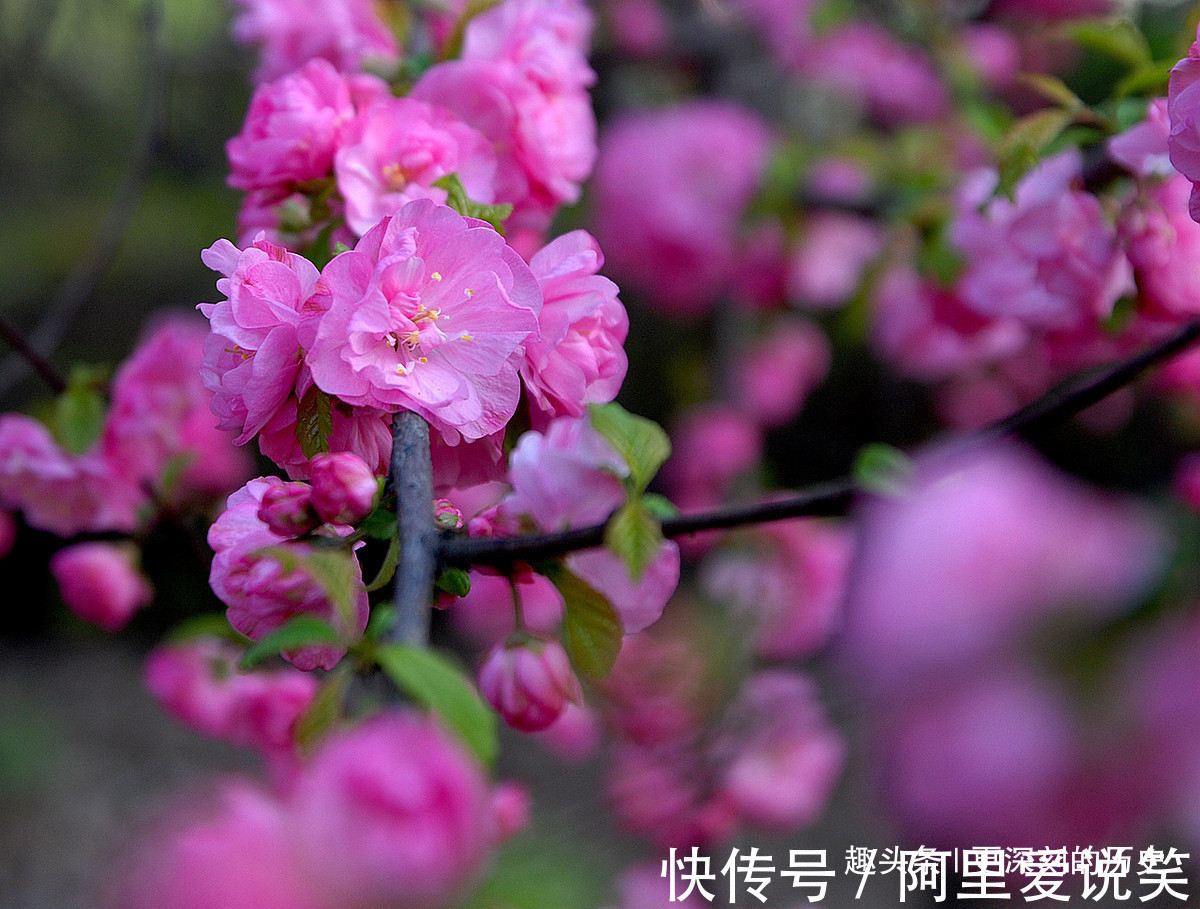 此花色彩艳丽枝叶茂密，给人一种欣欣向荣的美感，象征着春光明媚