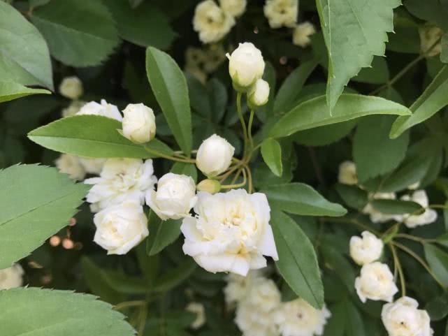 别养月季花了,此花一开香满院,一开花就变“花海”