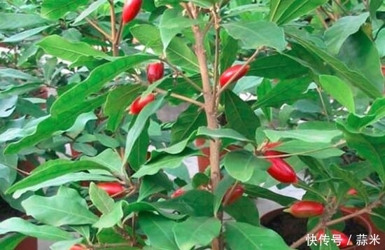 缓解|非常珍贵的一种水果,能缓解痛风、尿酸、头痛等不适情况